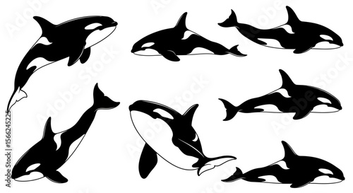 Orcas swimming in various poses with black and white colors - Concept of animals in different poses  