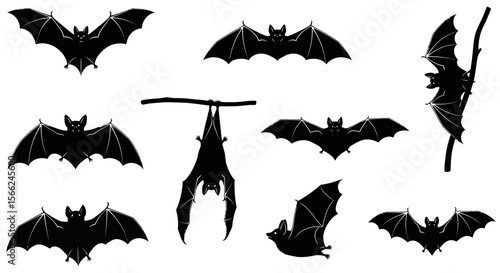 Various bats in different poses and angles illustrating behavior  