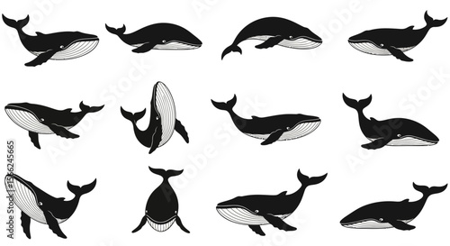 Various whale illustrations in different poses and angles  