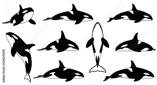 Orcas in various poses and angles illustrating animal movement  