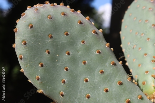 Opuntia aurea Kanab Utah kAKTUS OPUNCJA