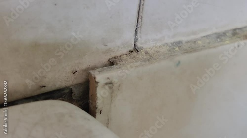 A group of ants trailing along a corner where the wall and tiles meet.