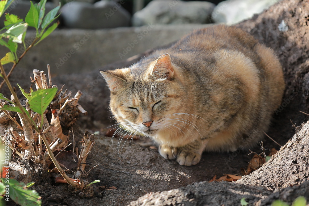 Obraz premium 目をつむったネコ