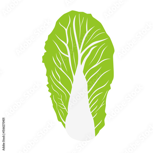 Illustration of Chinese cabbage on a white background