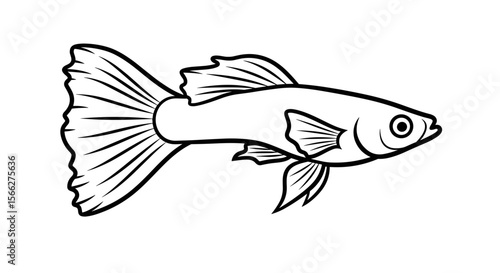 Guppy fish illustration with detailed lines and vibrant tail in black and white