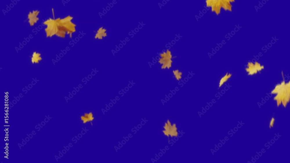 Yellow maple leaf floating Yellow maple leaf floating