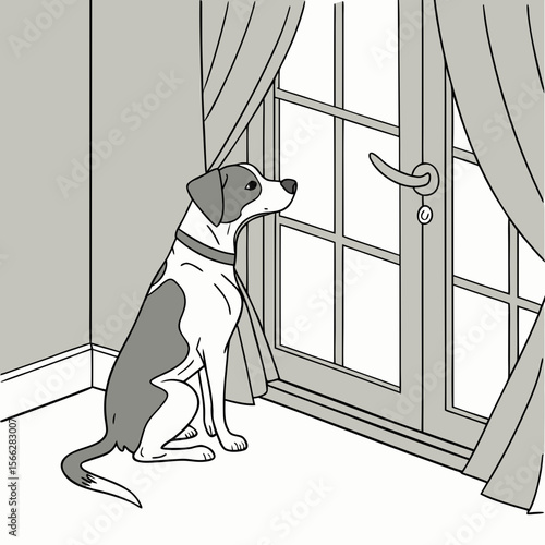 A dog with gray and white fur sitting by a window with curtains looking outside in a softly lit room