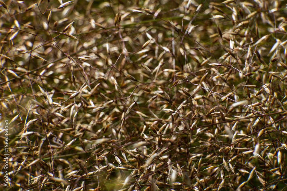 Dense cluster of dry grass seed heads with fine stems in soft focus, forming a tangled pattern of light brown and beige tones, nature texture background Dense cluster of dry grass seed heads with fine stems in soft focus, forming a tangled pattern of light brown and beige tones, nature texture background
