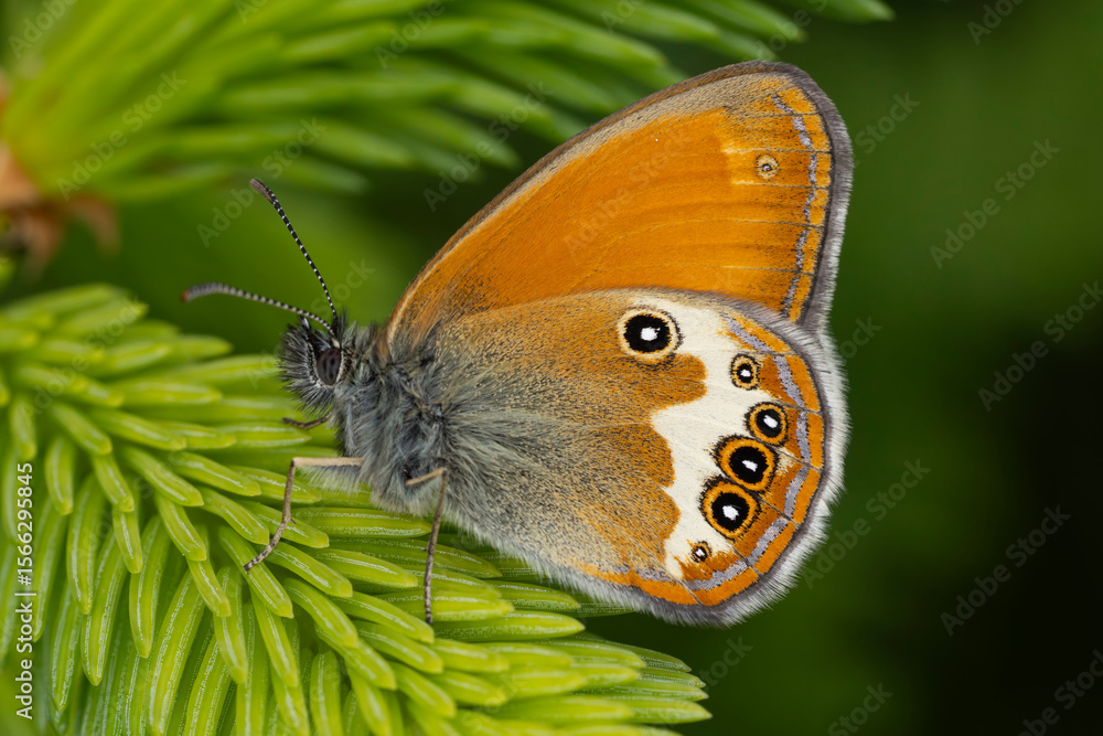 Obraz premium Pearly Heath (Coenonympha arcania) perching on a fresh green common spruce (Picea abies) branch