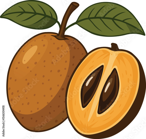 Sapodilla Fruit Illustration with Cutaway View 