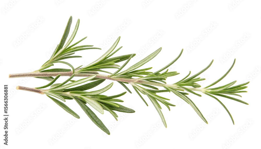 Fototapeta premium Fresh rosemary sprig herb isolated on white background with vibrant green needle-like leaves