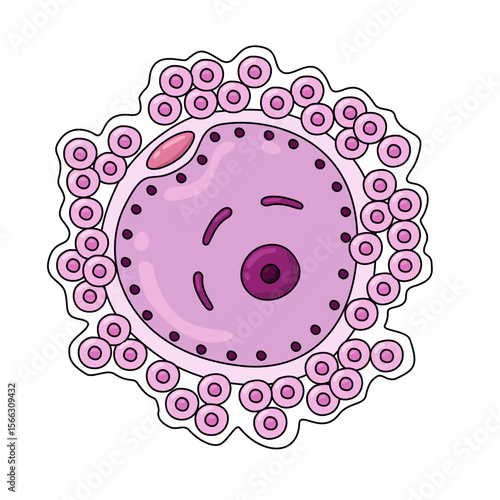 human egg cell illustration, egg cell in female, Female egg cell icon. vector design of human sexual reproductive system and pregnancy. element design for clinic, laboratory, and education.