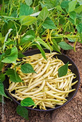 Photos String beans