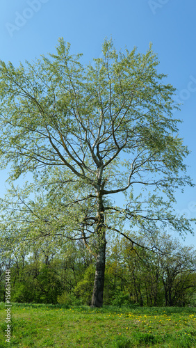Poplar Tree Silver Silverleaf White Poplar Abele Populus Alba Cotton Wood Tree on a Sunny Spring Day with Blue Sky in Europe
