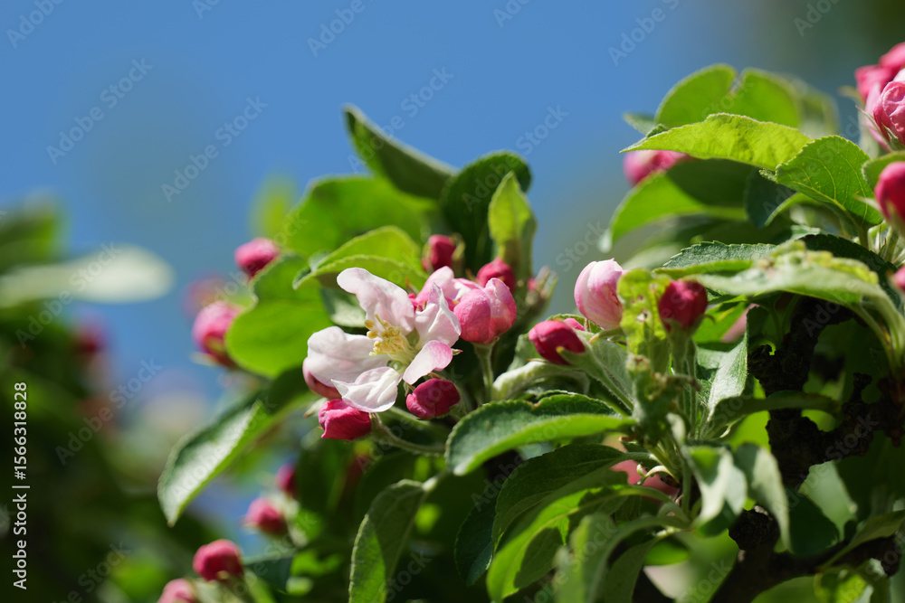 Obraz premium Apple Tree Blossoms and Blue Sky in Spring in Europe