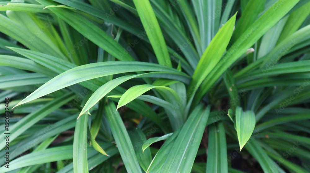 fragrant pandan leaves (pandanus amaryllifolius) daun pandan wangi
fragrant pandan leaves (pandanus amaryllifolius) daun pandan wangi