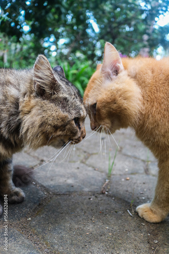 Canvas Print Ginger cat and brown cat fighting each other