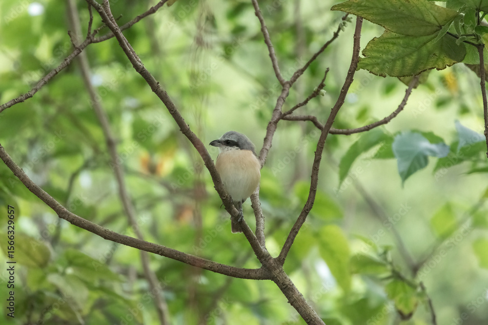 Obraz premium A brown shrike perches on a branch, its light belly and darker back visible against a soft, green background of leaves. The bird's alert posture suggests it's observing its surroundings.