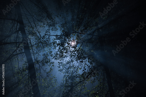 Fotografie Mysterious Moonlit Forest: Illuminating Shadows and Whispering Trees in a Captiv