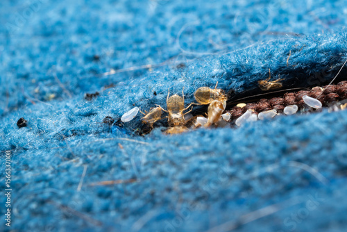 Bed bugs in a matress seam