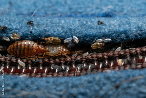 Bed bugs in a matress seam