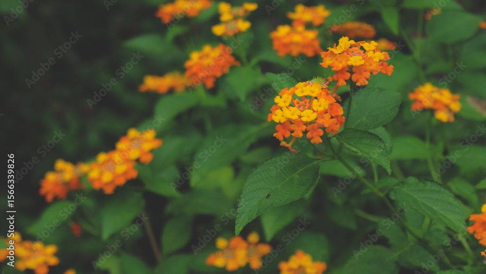 Beautiful flowers and butterfly in garden Beautiful flowers and butterfly in garden