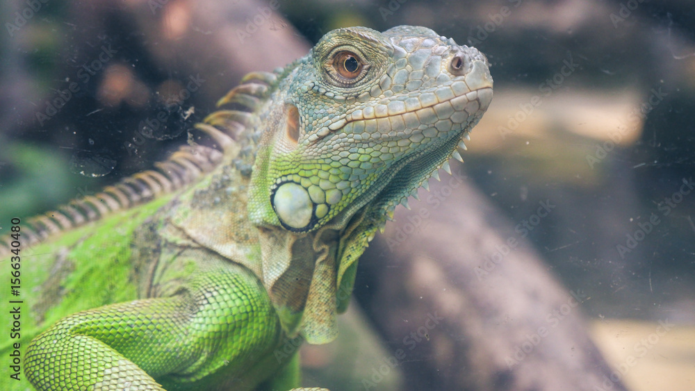 Fototapeta premium Closeup photos of iguana