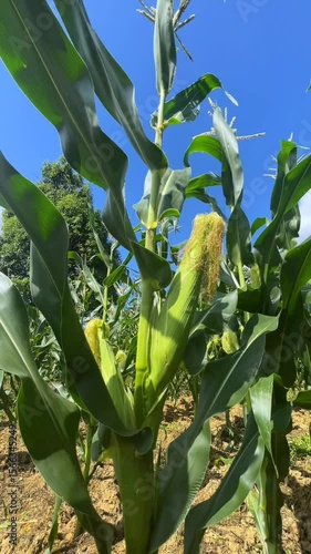A close-up video of a healthy corn stalk with a developing cob and silk, set against a bright blue sky. A detailed view of maize plant growth.
