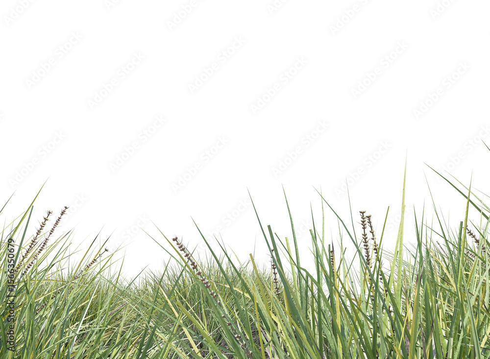 Fototapeta premium green grass isolated 