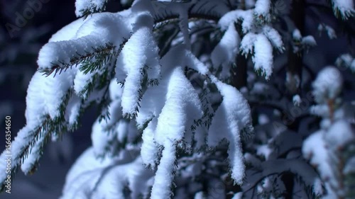Snow Covered Evergreen Branch at Night Close Up