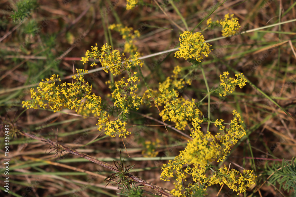 Fototapeta premium Galium verum yellow flowers in the meadow on summer. Close-up of yellow bedstraw