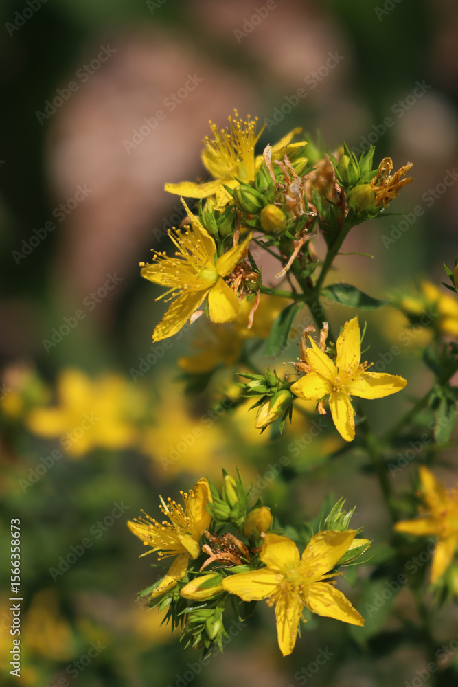 St. John's wort plant with beautiful yellow flowers. Hypericum perforatum in bloom on summer St. John's wort plant with beautiful yellow flowers. Hypericum perforatum in bloom on summer