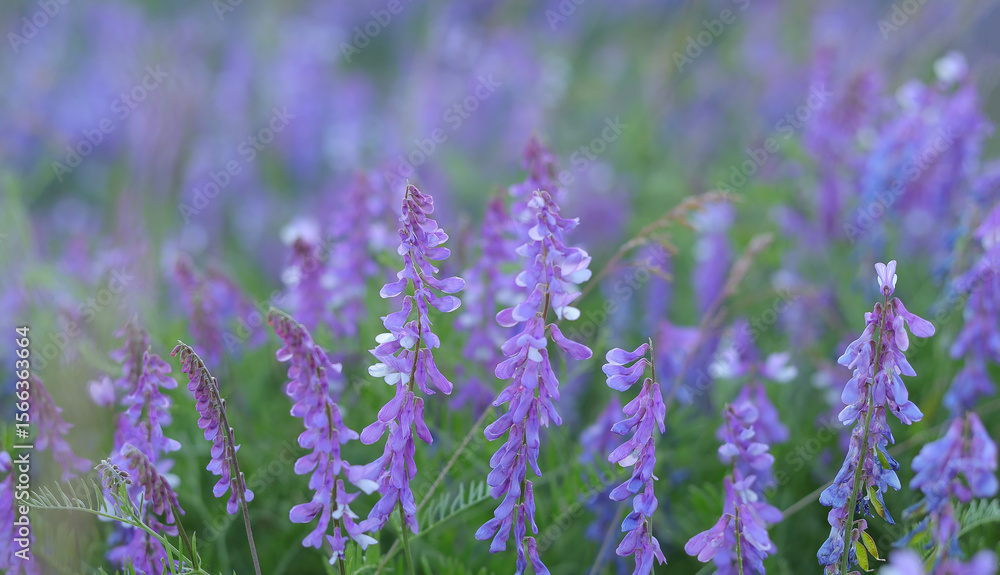 Obraz premium Violet wild flowers with green herbs in summer meadow.