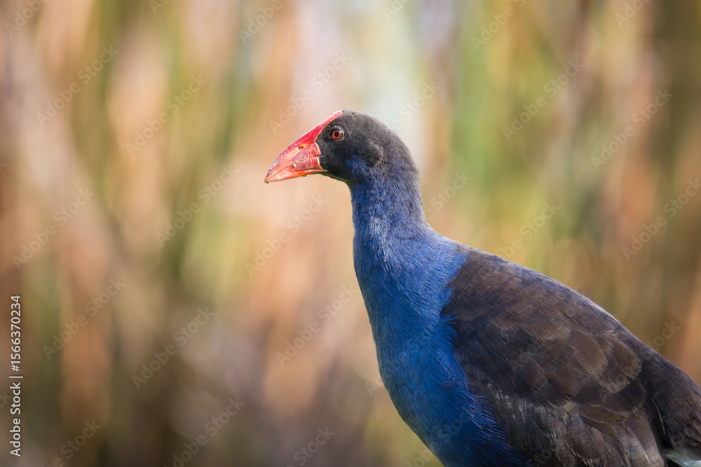 Obraz premium Close up of Pukeko or purple swamphen wading in lake margins among reeds