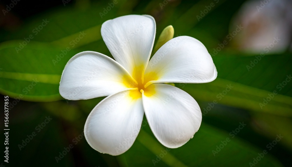 Fototapeta premium A single beautiful white plumeria flower with a yellow center blooming in a tropical garden against lush green leaves.
