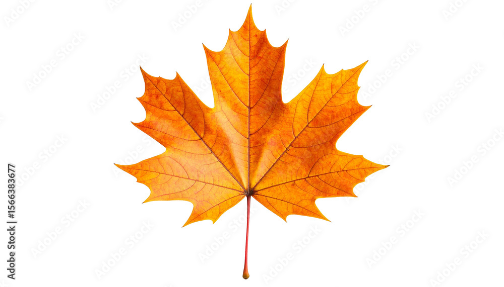 Obraz premium Single Orange Maple Leaf on White