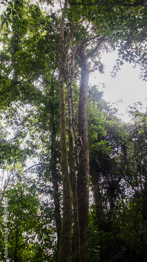 Fototapeta premium Mount Rinjani jungle vegetation from the trail