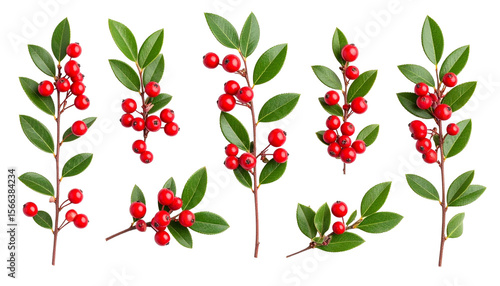 Red Berries and Green Leaves Minimalist Flatlay