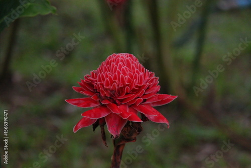 Red dahlia flowers are in full bloom in the center of the picture. The petals are tightly layered. The bright red color stands out against the blurred natural green background.