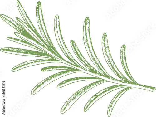A hand-drawn botanical illustration of rosemary in fine detail. Perfect for culinary herbs, cosmetics, wellness design, and vintage natural product packaging.