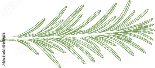 A hand-drawn botanical illustration of rosemary in fine detail. Perfect for culinary herbs, cosmetics, wellness design, and vintage natural product packaging.