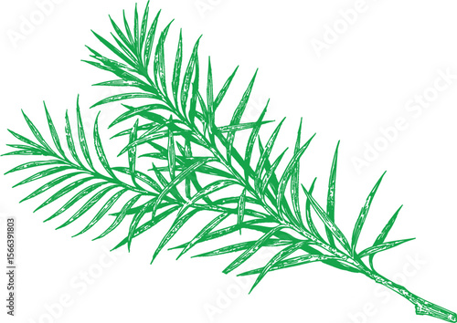 A hand-drawn botanical illustration of tea tree leaves in fine detail. Ideal for natural skincare, herbal packaging, essential oils, and vintage wellness-themed designs.