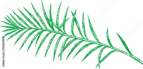 A hand-drawn botanical illustration of tea tree leaves in fine detail. Ideal for natural skincare, herbal packaging, essential oils, and vintage wellness-themed designs.