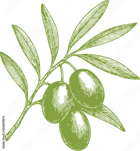 A fine-detail botanical illustration of olives, ideal for Mediterranean cuisine, gourmet recipes, wine pairings, and vintage-style food design. Perfect for culinary or natural product packaging.