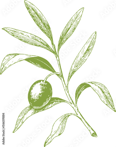 A fine-detail botanical illustration of olives, ideal for Mediterranean cuisine, gourmet recipes, wine pairings, and vintage-style food design. Perfect for culinary or natural product packaging.