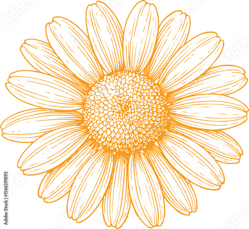 A hand-drawn botanical illustration of chamomile flowers in fine detail. Ideal for tea packaging, skincare, herbal wellness, and vintage-style natural designs.