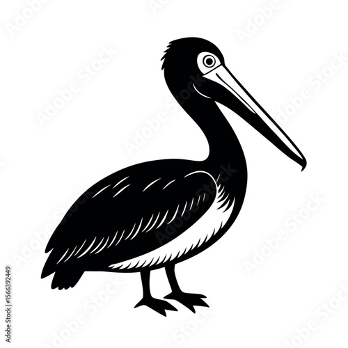 Spot Billed Pelican Bird Vector