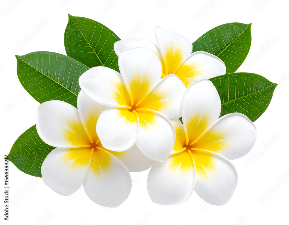 Fototapeta premium Five exquisite white and yellow plumeria blossoms with lush green leaves symbolize tropical beauty.