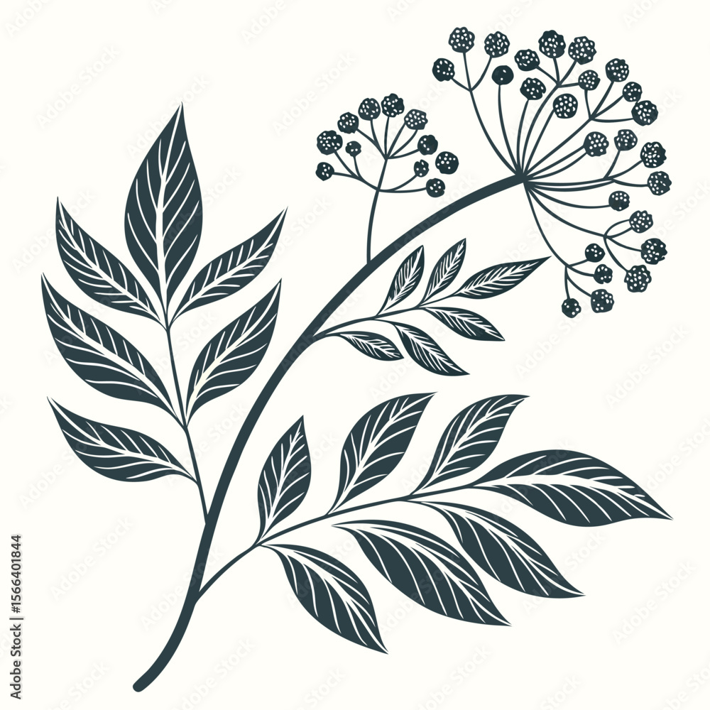 Detailed botanical branch illustration Detailed botanical branch illustration