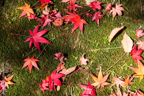 Tablou pe pânză Falling maple leaf on green moss grass at Ryoanji temple, Kyoto